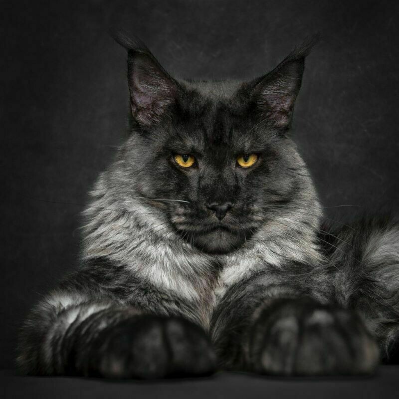 Блог - Круглосуточное мяуканье: 5 пород кошек, которые считаются самыми общительными Круглосуточное мяуканье: 5 пород кошек, которые считаются самыми общительными