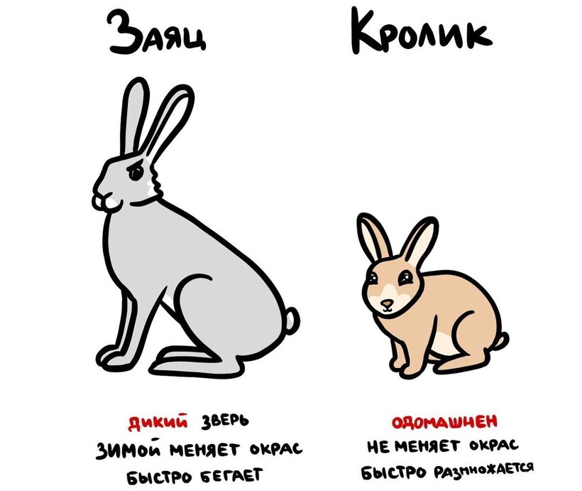Блог - 19 рисунков, наглядно показывающих разницу между понятиями, которые все вечно путают 19 рисунков, наглядно показывающих разницу между понятиями, которые все вечно путают