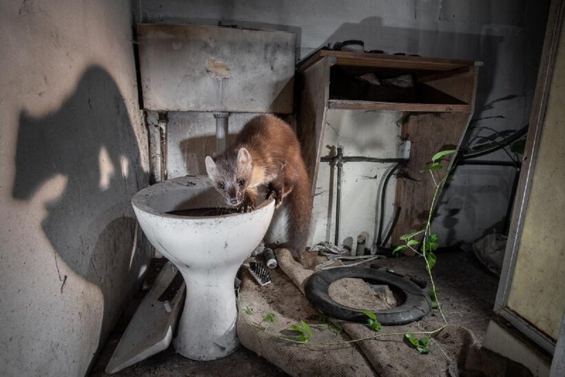 Фото: Джеймс Родди. Второе место в номинации «Фотоловушка» Фото: Джеймс Родди. Второе место в номинации «Фотоловушка»