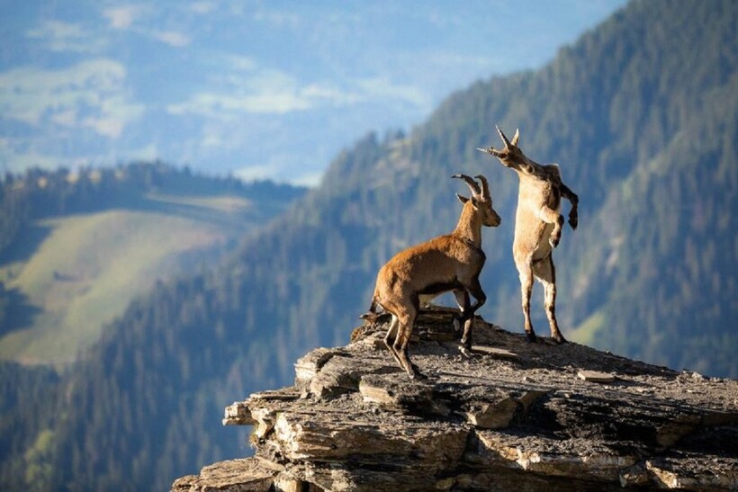 Блог - Лучшие 20 фотографий дикой природы по версии журнала Nature TTL Лучшие 20 фотографий дикой природы по версии журнала Nature TTL