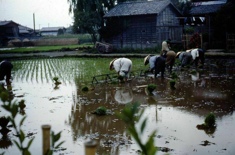 Блог - Цветные ретрофотографии 1950-х, показывающие повседневную жизнь в послевоенной Японии Цветные ретрофотографии 1950-х, показывающие повседневную жизнь в послевоенной Японии