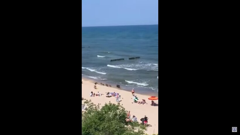 Блог - Видео: Многодетное семейство кабанов решило прогуляться по пляжу Видео: Многодетное семейство кабанов решило прогуляться по пляжу