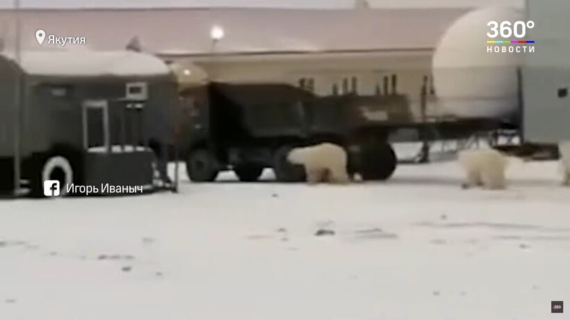 Блог - Видео: Белые медведи «подтолкнули» КамАЗ из сугроба в Якутии Видео: Белые медведи «подтолкнули» КамАЗ из сугроба в Якутии