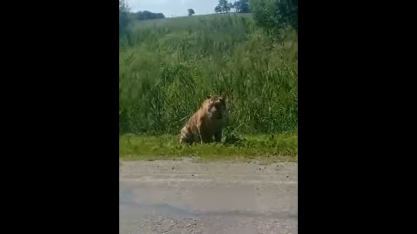 Блог - Видео: Амурский тигр вышел к поселку Приморского края и прилег на дороге отдохнуть Видео: Амурский тигр вышел к поселку Приморского края и прилег на дороге отдохнуть