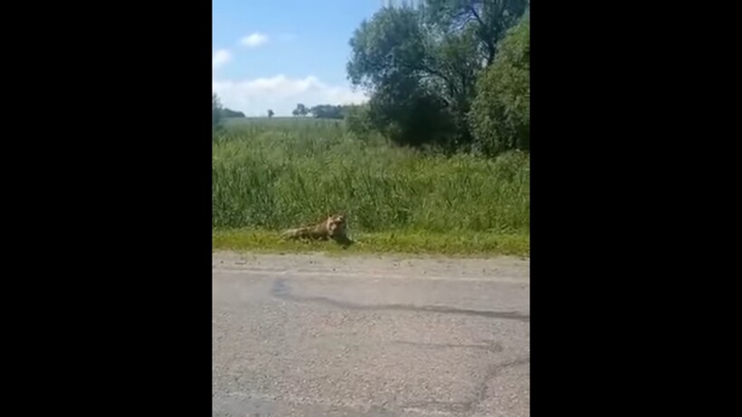 Блог - Видео: Амурский тигр вышел к поселку Приморского края и прилег на дороге отдохнуть Видео: Амурский тигр вышел к поселку Приморского края и прилег на дороге отдохнуть