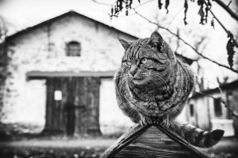 Блог - 10 котов-акробатов, которые демонстрируют чудеса баланса на камеру 10 котов-акробатов, которые демонстрируют чудеса баланса на камеру