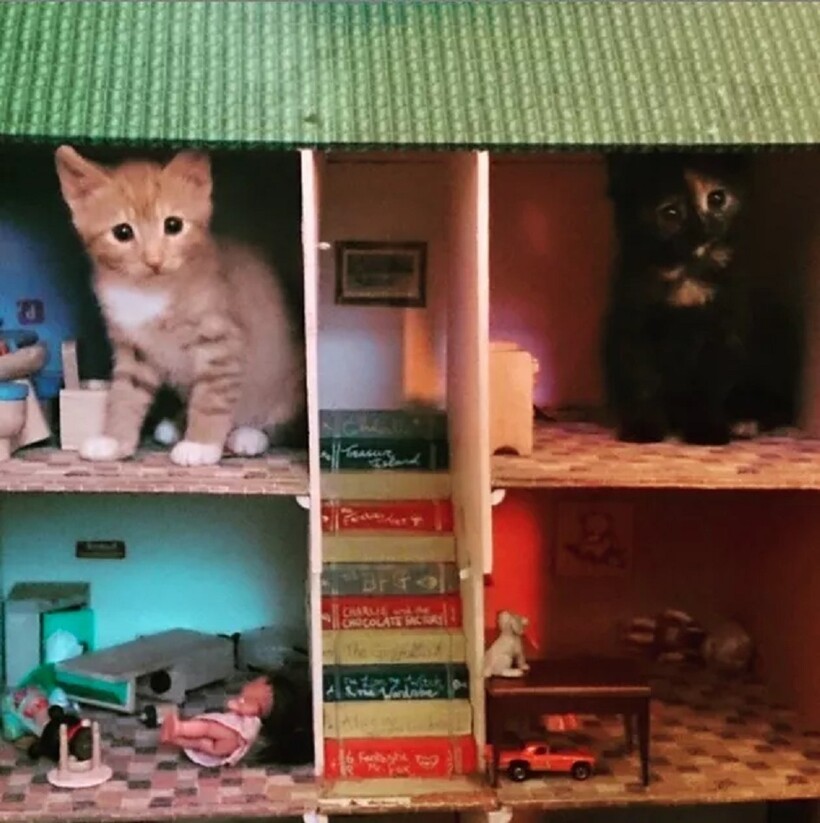 Блог - Коты — как слоны: 20 очаровательных фотографий кошек в кукольных домиках Коты — как слоны: 20 очаровательных фотографий кошек в кукольных домиках