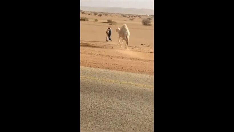 Блог - Видео: Самый быстрый и смешной способ убрать верблюда с дороги Видео: Самый быстрый и смешной способ убрать верблюда с дороги