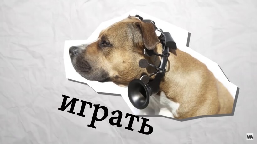 Блог - Видео: Устройства, с помощью которых можно разговаривать с собаками Видео: Устройства, с помощью которых можно разговаривать с собаками