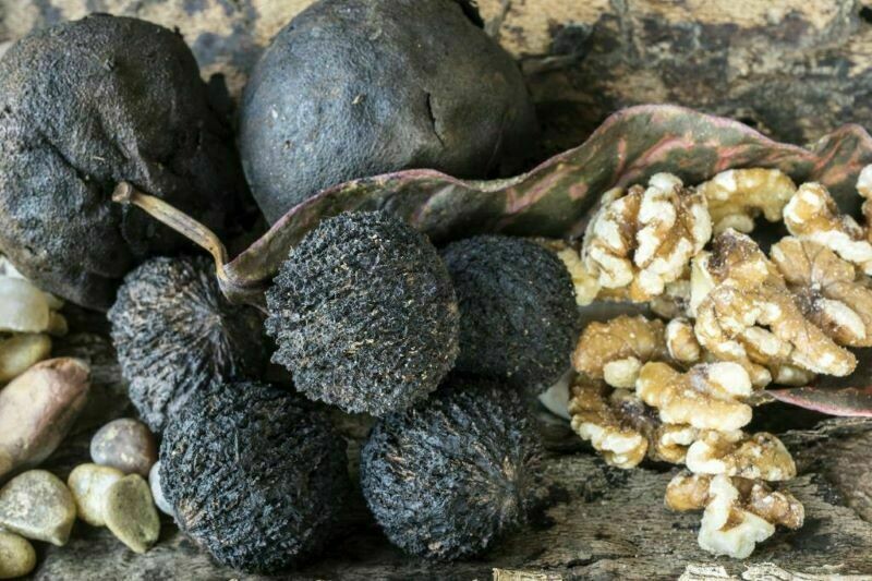 Блог - Кола, кукуи и монгого: самые странные орехи со всего мира Кола, кукуи и монгого: самые странные орехи со всего мира