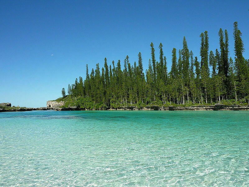 Сосна Кука на побережье Новой Каледонии. Фото: wikipedia Сосна Кука на побережье Новой Каледонии. Фото: wikipedia