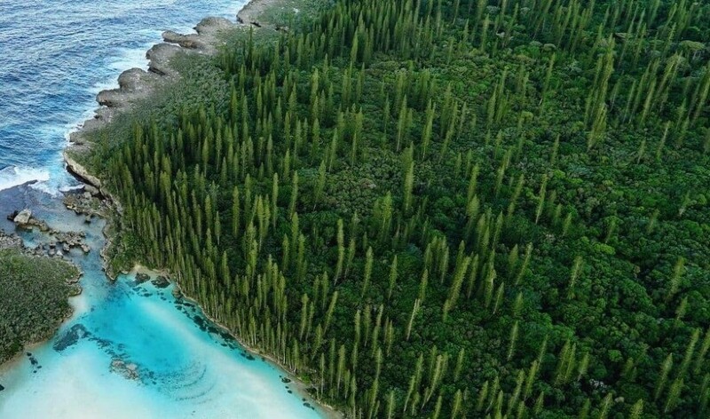 Лес из сосен Кука в Новой Каледонии. Фото: newcaledonia.insiders Лес из сосен Кука в Новой Каледонии. Фото: newcaledonia.insiders