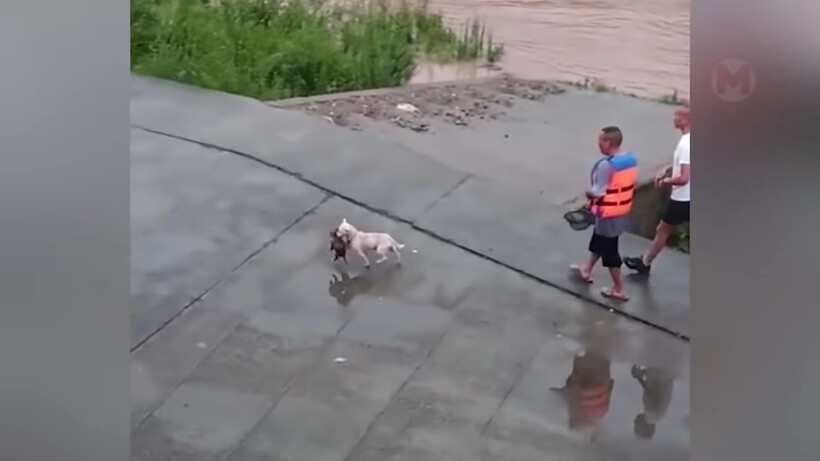 Блог - Видео: Невероятные мамы, которые сделали все для спасения своих детенышей Видео: Невероятные мамы, которые сделали все для спасения своих детенышей