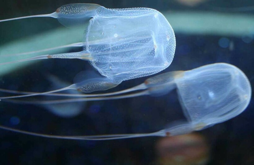 Последствия от встречи с медузой могут быть трагическими. Фото: boxjellyfish.org Последствия от встречи с медузой могут быть трагическими. Фото: boxjellyfish.org