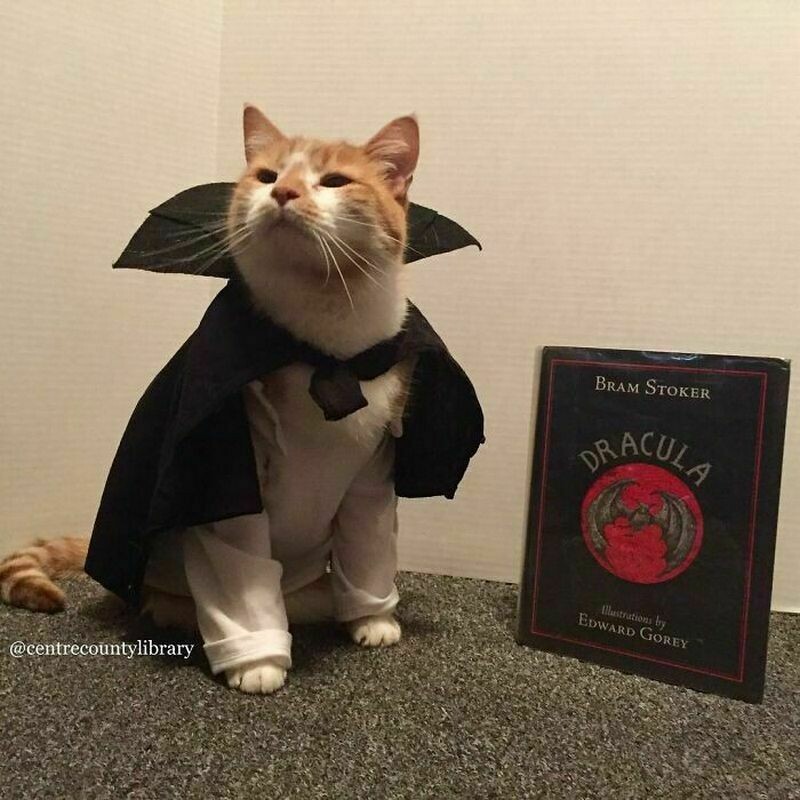 Блог - 17 фото кота, который работает в библиотеке и превращается в героев книг и фильмов 17 фото кота, который работает в библиотеке и превращается в героев книг и фильмов