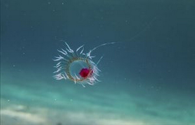 Медуза Turritopsis dohrnii. Фото: wikipedia.org Медуза Turritopsis dohrnii. Фото: wikipedia.org