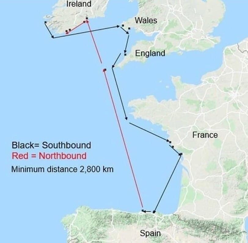 Карта путешествия Валли. Фото: atlantic_salmon_lost_at_sea/instagram.com Карта путешествия Валли. Фото: atlantic_salmon_lost_at_sea/instagram.com