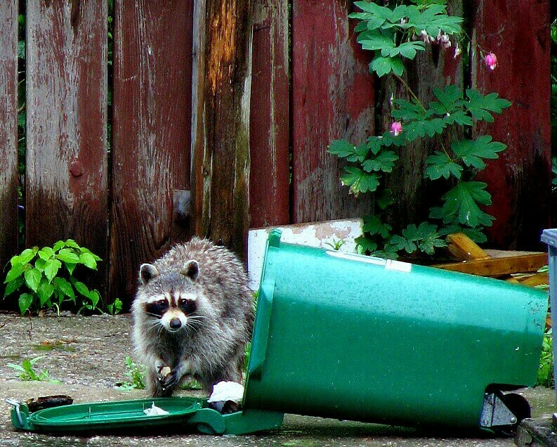 Размеры животных, кормящихся на помойках увеличиваются. Фото: Alexa Clark/flickr.com Размеры животных, кормящихся на помойках увеличиваются. Фото: Alexa Clark/flickr.com