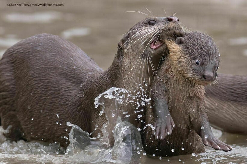 Блог - 10 самых смешных снимков животных с конкурса Comedy Wildlife Photography 10 самых смешных снимков животных с конкурса Comedy Wildlife Photography