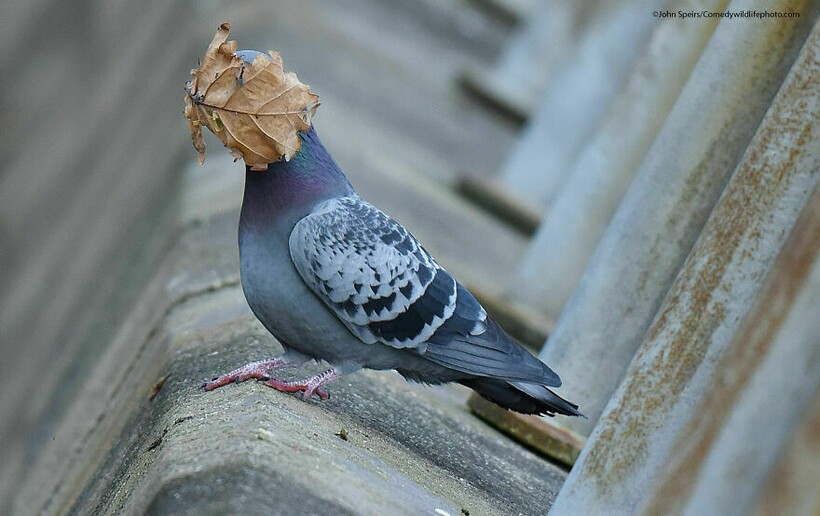 Блог - 10 самых смешных снимков животных с конкурса Comedy Wildlife Photography 10 самых смешных снимков животных с конкурса Comedy Wildlife Photography