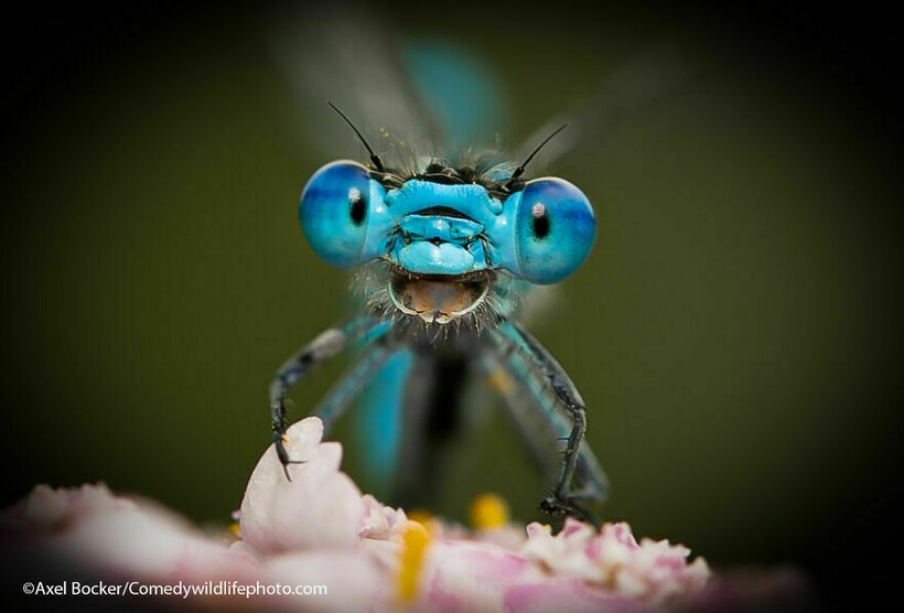 Блог - 10 самых смешных снимков животных с конкурса Comedy Wildlife Photography 10 самых смешных снимков животных с конкурса Comedy Wildlife Photography