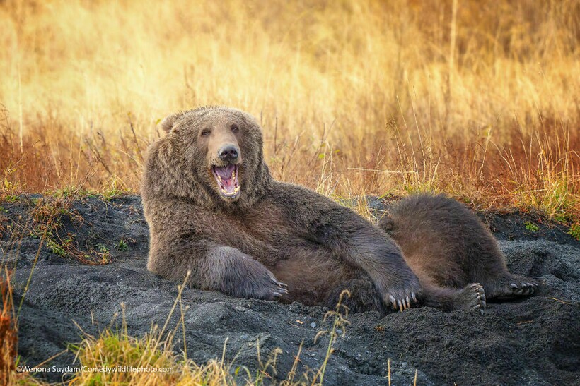 Блог - 10 самых смешных снимков животных с конкурса Comedy Wildlife Photography 10 самых смешных снимков животных с конкурса Comedy Wildlife Photography