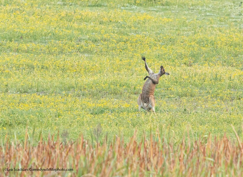 Блог - 10 самых смешных снимков животных с конкурса Comedy Wildlife Photography 10 самых смешных снимков животных с конкурса Comedy Wildlife Photography