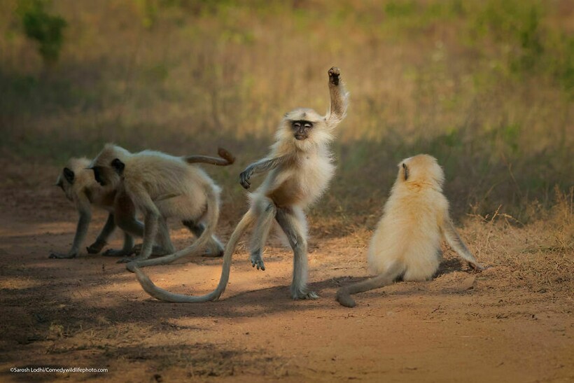 Блог - 10 самых смешных снимков животных с конкурса Comedy Wildlife Photography 10 самых смешных снимков животных с конкурса Comedy Wildlife Photography