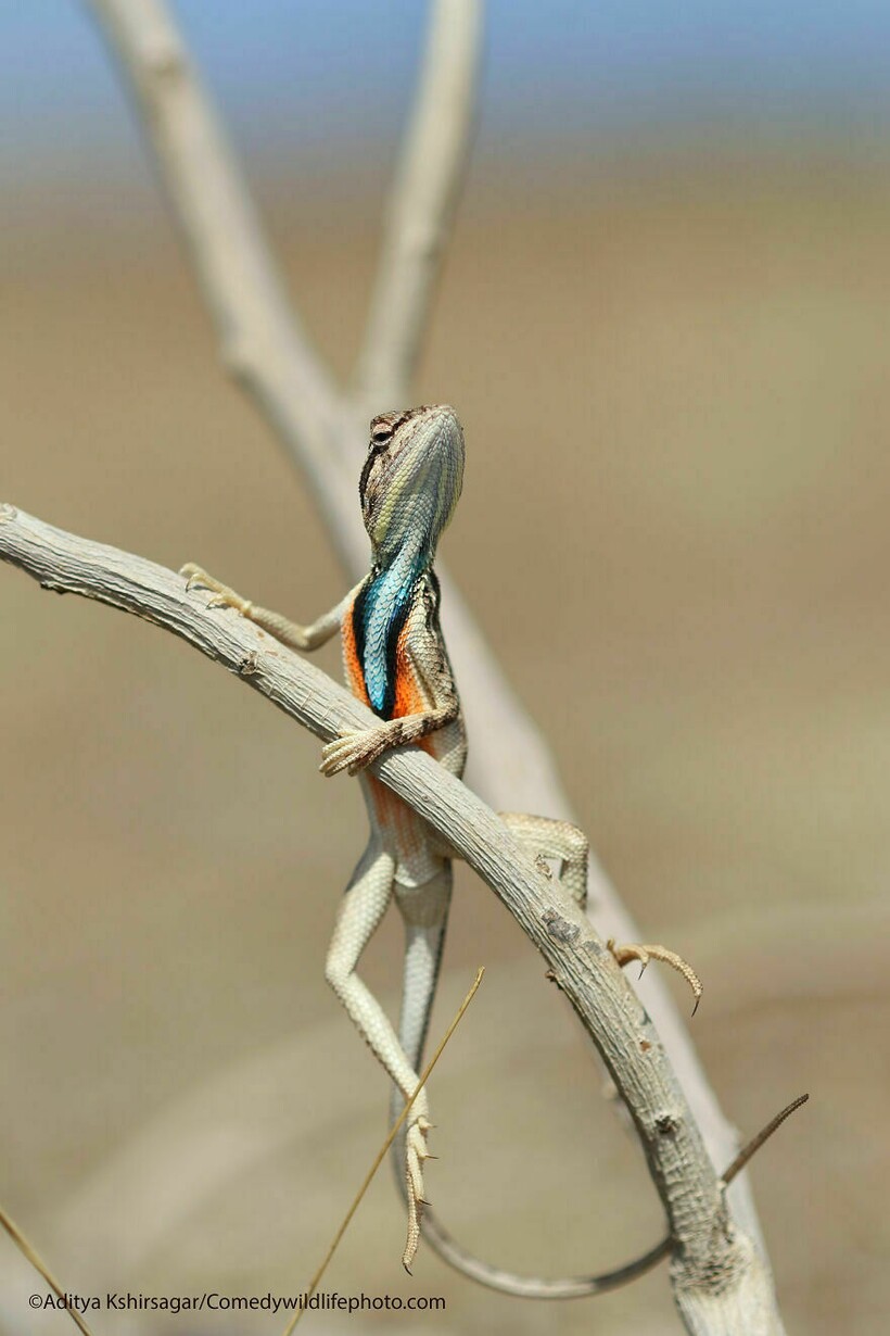Блог - 10 самых смешных снимков животных с конкурса Comedy Wildlife Photography 10 самых смешных снимков животных с конкурса Comedy Wildlife Photography