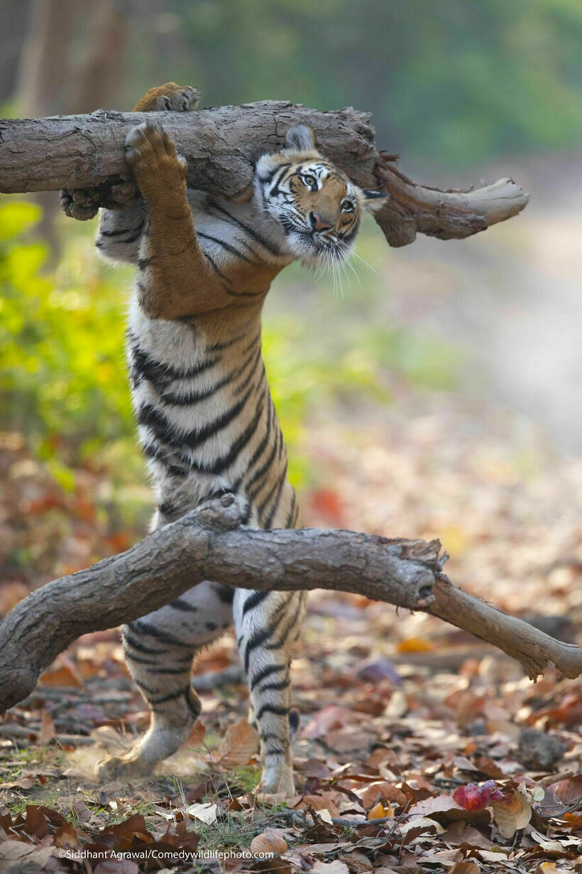 Блог - 10 самых смешных снимков животных с конкурса Comedy Wildlife Photography 10 самых смешных снимков животных с конкурса Comedy Wildlife Photography