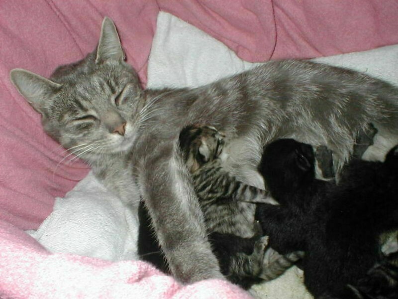 Блог - 17 забавных фото котов, которые зашли в чужой дом и чувствуют себя хозяевами 17 забавных фото котов, которые зашли в чужой дом и чувствуют себя хозяевами