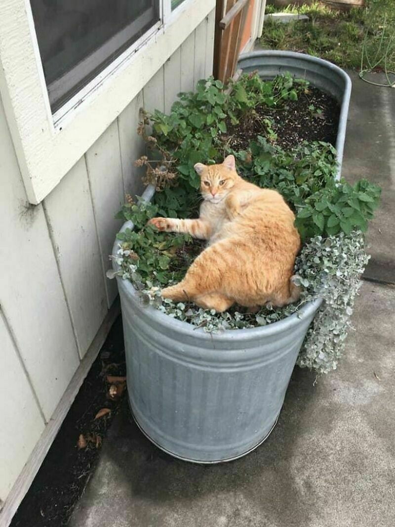 Блог - 17 забавных фото котов, которые зашли в чужой дом и чувствуют себя хозяевами 17 забавных фото котов, которые зашли в чужой дом и чувствуют себя хозяевами