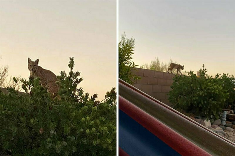 Блог - 17 забавных фото котов, которые зашли в чужой дом и чувствуют себя хозяевами 17 забавных фото котов, которые зашли в чужой дом и чувствуют себя хозяевами