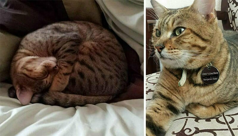 Блог - 17 забавных фото котов, которые зашли в чужой дом и чувствуют себя хозяевами 17 забавных фото котов, которые зашли в чужой дом и чувствуют себя хозяевами
