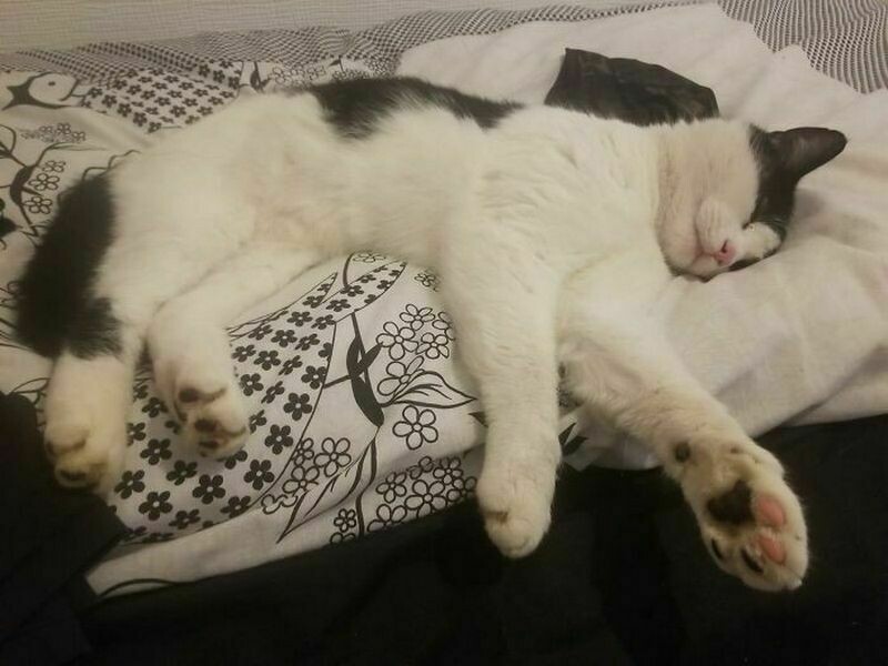 Блог - 17 забавных фото котов, которые зашли в чужой дом и чувствуют себя хозяевами 17 забавных фото котов, которые зашли в чужой дом и чувствуют себя хозяевами