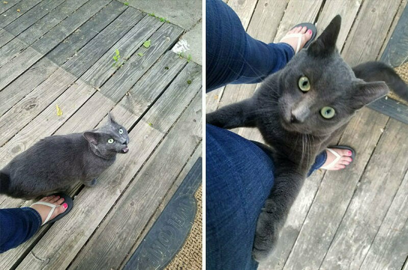Блог - 17 забавных фото котов, которые зашли в чужой дом и чувствуют себя хозяевами 17 забавных фото котов, которые зашли в чужой дом и чувствуют себя хозяевами
