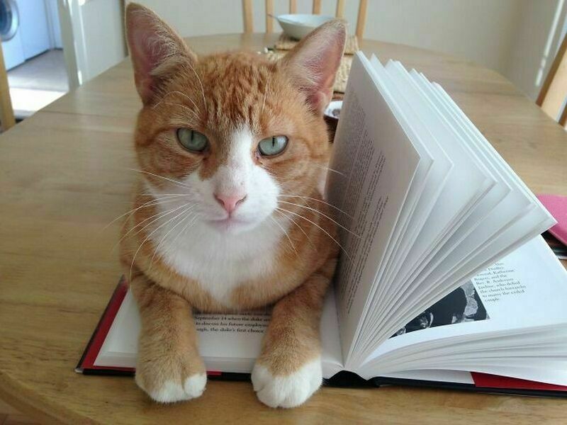 Блог - 17 забавных фото котов, которые зашли в чужой дом и чувствуют себя хозяевами 17 забавных фото котов, которые зашли в чужой дом и чувствуют себя хозяевами