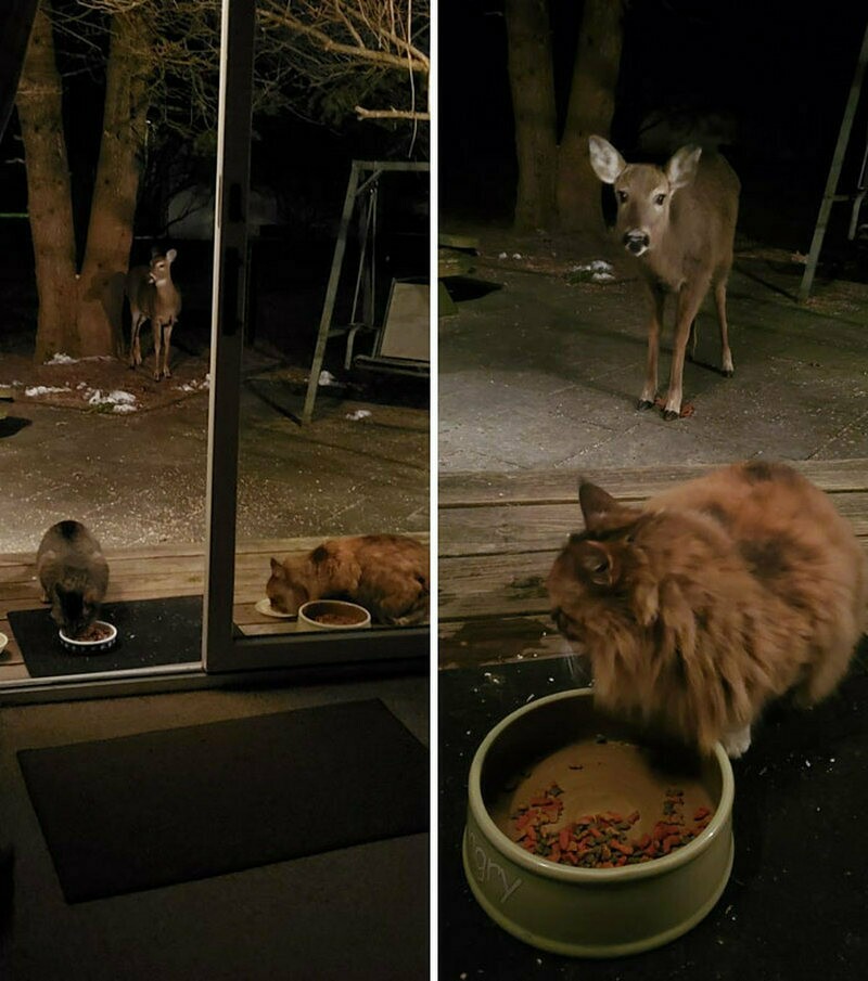 Блог - 17 забавных фото котов, которые зашли в чужой дом и чувствуют себя хозяевами 17 забавных фото котов, которые зашли в чужой дом и чувствуют себя хозяевами