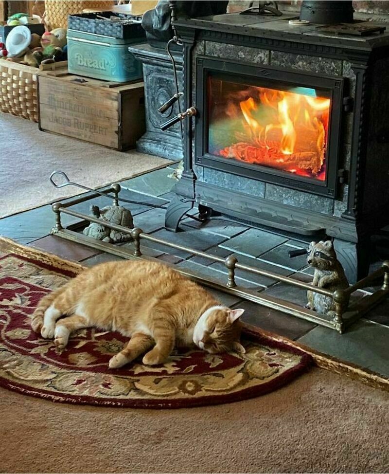 Блог - 17 забавных фото котов, которые зашли в чужой дом и чувствуют себя хозяевами 17 забавных фото котов, которые зашли в чужой дом и чувствуют себя хозяевами