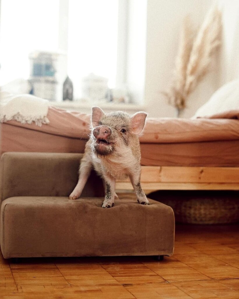 @giuseppe_pig/instagram.com @giuseppe_pig/instagram.com
