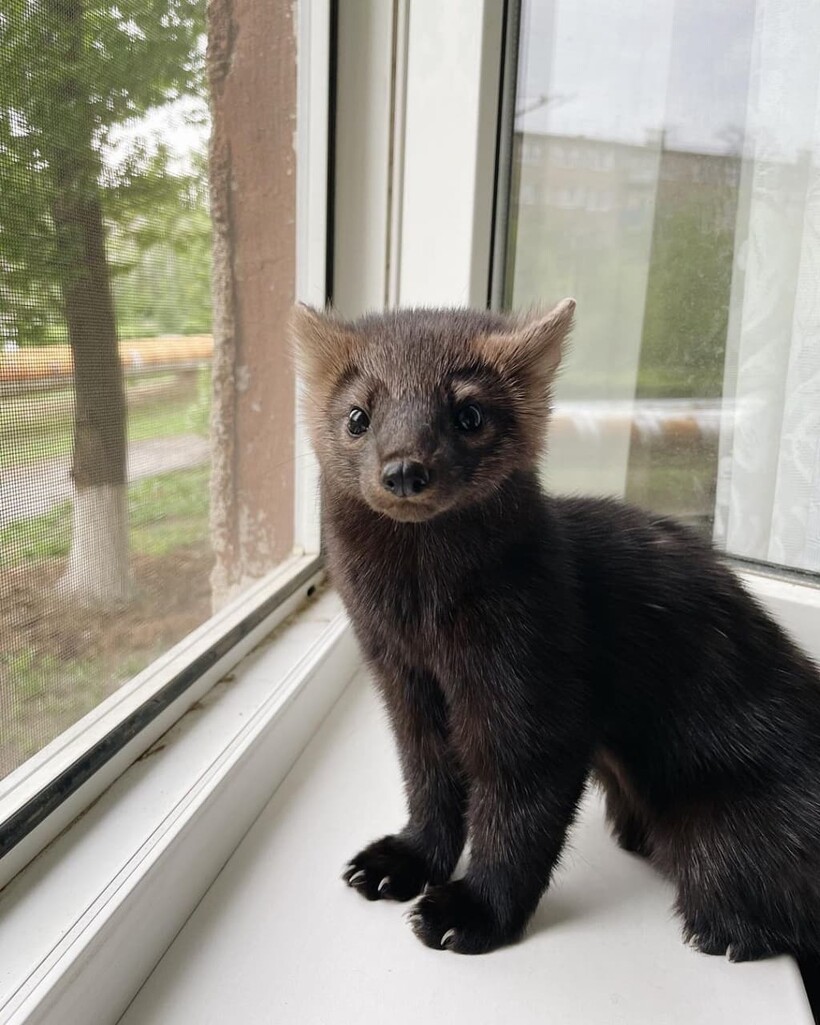 @russian_sable/instagram.com @russian_sable/instagram.com