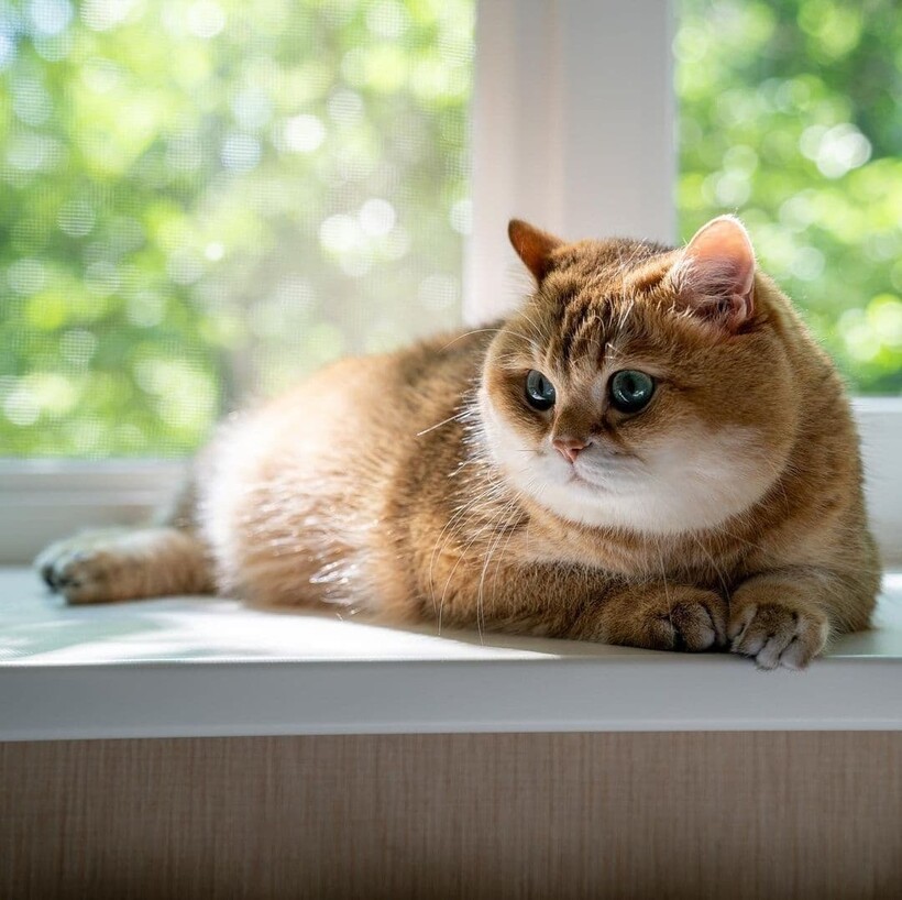 Фото: @hosico_cat/instagram.com Фото: @hosico_cat/instagram.com