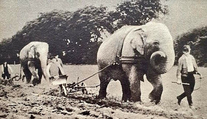 Слоны из цирка вспахивают поля, вероятно, в Германии. Фото: rarehistoricalphotos.com Слоны из цирка вспахивают поля, вероятно, в Германии. Фото: rarehistoricalphotos.com