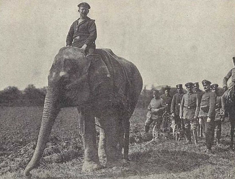 Слон из германской армии: животное на территории Франции перевозит припасы. Фото: rarehistoricalphotos.com Слон из германской армии: животное на территории Франции перевозит припасы. Фото: rarehistoricalphotos.com