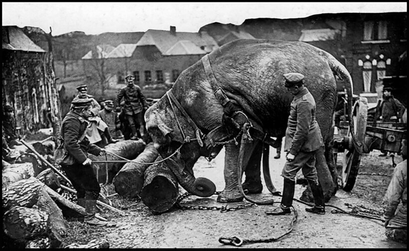 Слон из германского зверинца передвигает бревна, Франция. Фото: rarehistoricalphotos.com Слон из германского зверинца передвигает бревна, Франция. Фото: rarehistoricalphotos.com