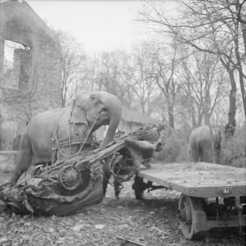 Погрузка разбитой машины на прицеп. Фото: rarehistoricalphotos.com Погрузка разбитой машины на прицеп. Фото: rarehistoricalphotos.com