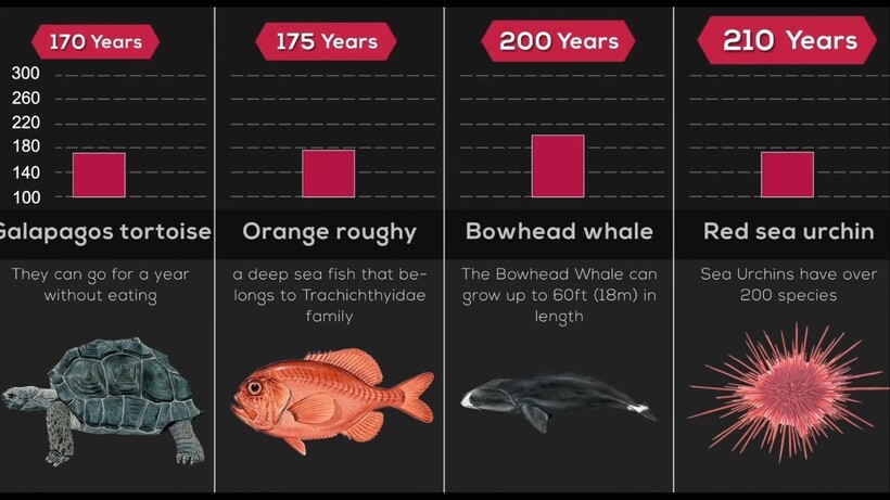 Блог - Однодневка — 24 часа, а акула — 300 лет: сравнение продолжительности жизни животных Однодневка — 24 часа, а акула — 300 лет: сравнение продолжительности жизни животных