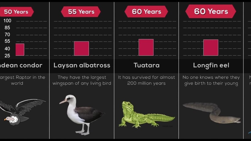 Блог - Однодневка — 24 часа, а акула — 300 лет: сравнение продолжительности жизни животных Однодневка — 24 часа, а акула — 300 лет: сравнение продолжительности жизни животных