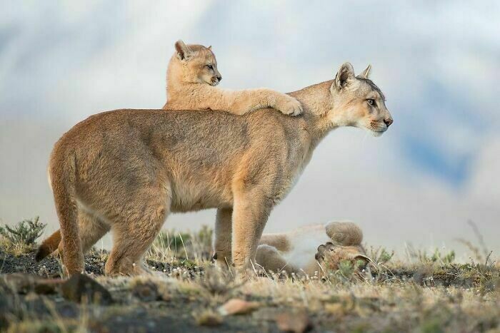 Блог - 10 лучших фотографий с конкурса фотографа года WildArt-2021 10 лучших фотографий с конкурса фотографа года WildArt-2021