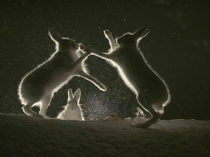 Блог - 10 лучших фотографий с конкурса фотографа года WildArt-2021 10 лучших фотографий с конкурса фотографа года WildArt-2021